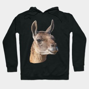 Beautiful head of a Guanaco Hoodie